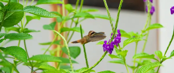 Kosta Rika 'da mor bir çiçeğin yanında uçan sinekkuşu.