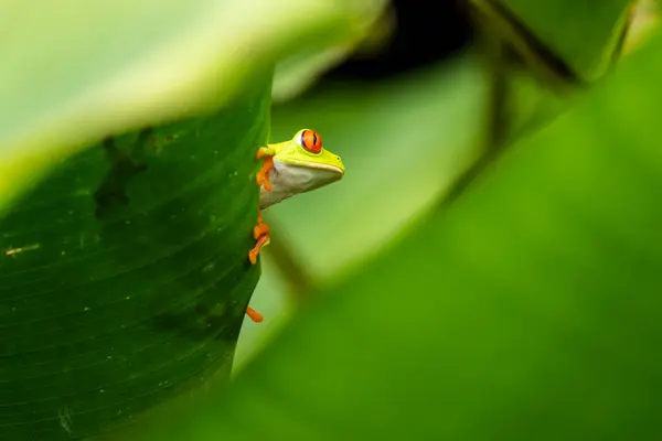 Kosta Rika, Orta Amerika 'da, Kosta Rika yağmur ormanlarında yaprak üzerinde kırmızı gözlü Yaprak Kurbağası veya Ağaç Kurbağası