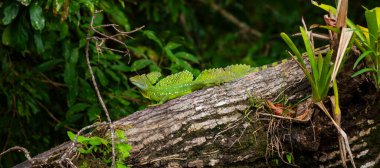 Emerald Green Basilisk resting on a tree trunk in the Costa Rican rainforest, panorama clipart