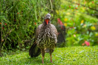 Portrait of a Black Guan staring at the camera thoughtfully in Costa Rica clipart