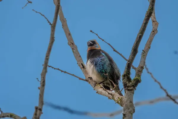 Kosta Rika yağmur ormanlarının yakınındaki bir ağaca tünemiş Altın Kapüşonlu Tanger.