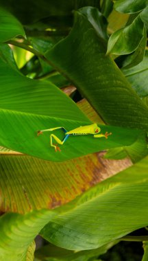 Kosta Rika, Orta Amerika 'da, Kosta Rika yağmur ormanlarında yaprak üzerinde kırmızı gözlü Yaprak Kurbağası veya Ağaç Kurbağası