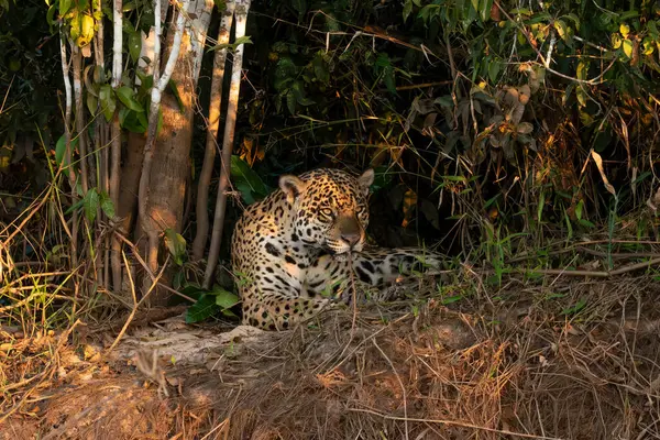 Gölgelerde uzanan bir Jaguar 'ın Yakından Nehir kenarındaki Brezilya sulak alanları, Pantanal, Brezilya 