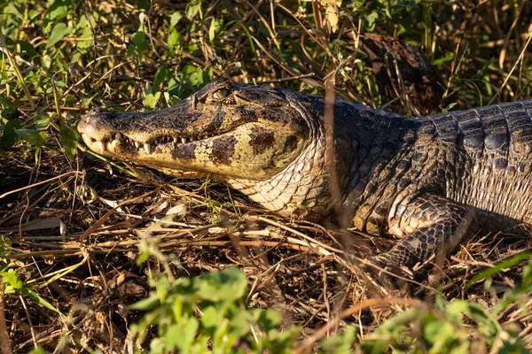 Pantanal 'da, Brezilya' da, Güney Amerika 'da Cuiaba Nehri' nin kıyısında bitki örtüsünde yatan bir kaymanın kafasını ve bedenini kapatın.