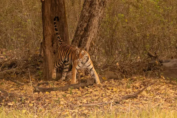 Hindistan 'daki Pench Ulusal Parkı' nda bir ağacın altında dikilirken kameraya bakan Bengal ya da Hint Kaplanı.