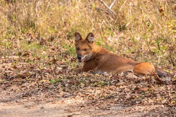 Hindistan 'da Pench Ulusal Parkı' nda bir ormanda yatan vahşi bir köpek.