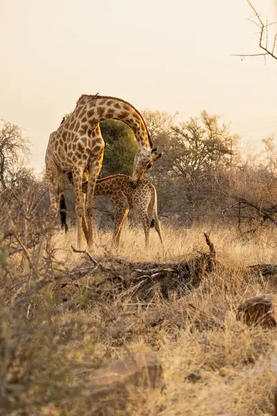 Genç bir zürafa, günbatımında Güney Afrika 'daki Kruger Ulusal Parkı' nda annesinin emzirir ve içer. 