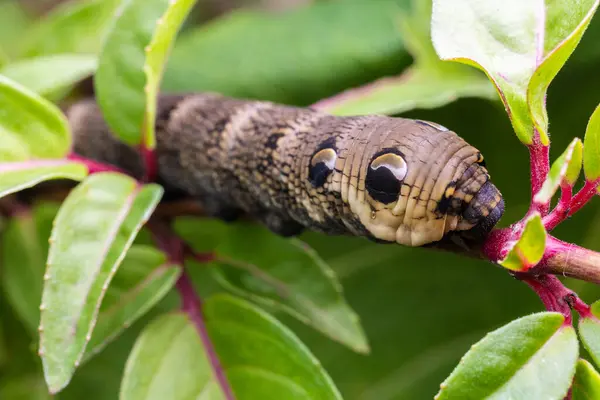 close up macro shot of an elephant hawk moth caterpillar feeding on a leaf
