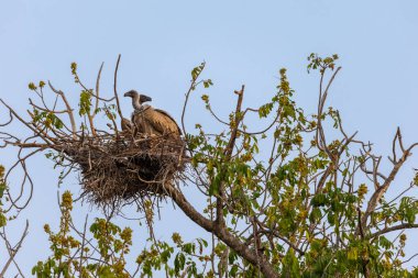 Güney Afrika 'daki Kruger Ulusal Parkı' ndaki bir ağaçtaki yuvada oturan akbabalar.
