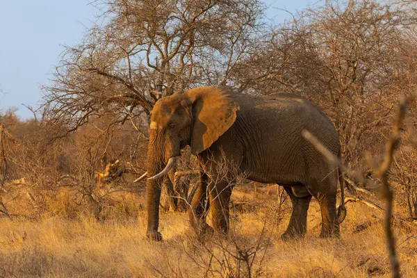 Güney Afrika 'da çalılıklarda yürüyen dişli bir boğa fili.