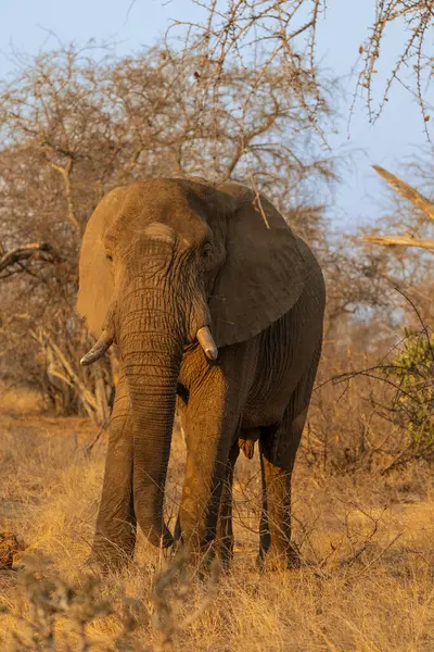 Güney Afrika 'da fildişli bir boğa Afrika filinin kameraya doğru bakışını kapatın.