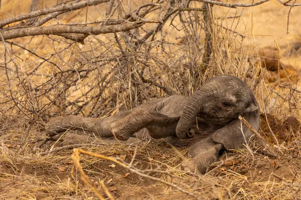 Güney Afrika 'daki Kruger Ulusal Parkı' nda yeni doğmuş bir filin ayakları yerden kesiliyor.