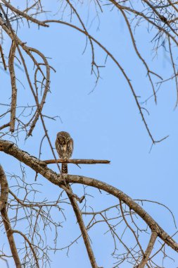 Güney Afrika 'da bir ağaç dalında oturan bir cüce baykuş.