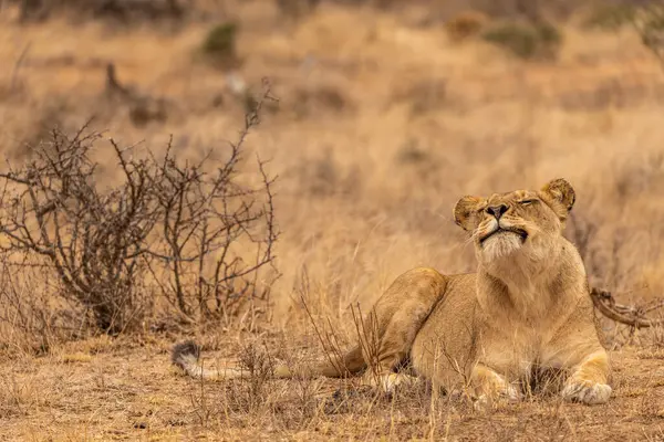 A lioness appears to smile while she sniffs the air with her head raised lying down in South Africa