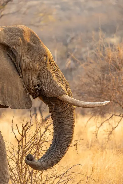 Güney Afrika 'da çalılıklarda yemek yiyen bir filin kafasının, gövdesinin ve dişlerinin portresini kapat.