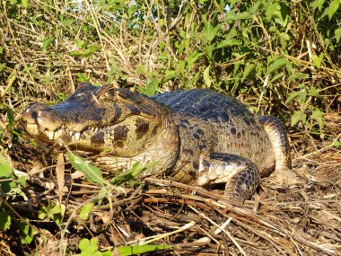 Brezilya 'nın Pantanal kentindeki Cuiaba Nehri' nin nehir kıyısındaki bir yuvada dinlenen kameraya bakan bir kayman. 