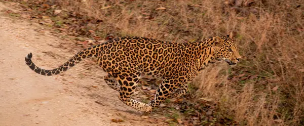 İndi 'deki Tadoba Ulusal Parkı' ndaki bir ormanda koşan Hint Leoparı Panoraması