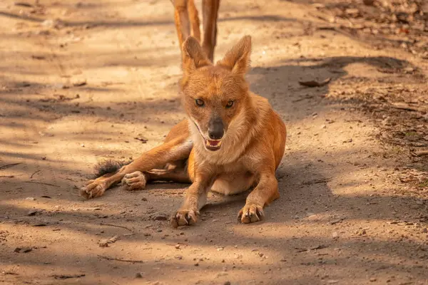 Pench Ulusal Parkı 'ndaki bir ormanda kameraya bakan vahşi bir köpeğin (ya da Dhole) yakınına.
