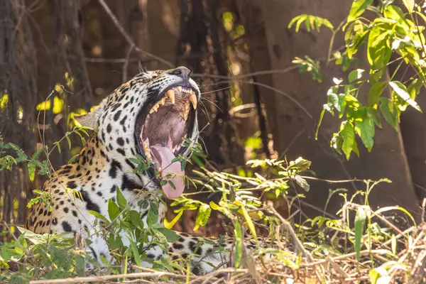 Brezilya 'da Pantanal' da dişlerini gösteren ağzı açık esneyen bir Jaguar 'ın yakın çekimi. 