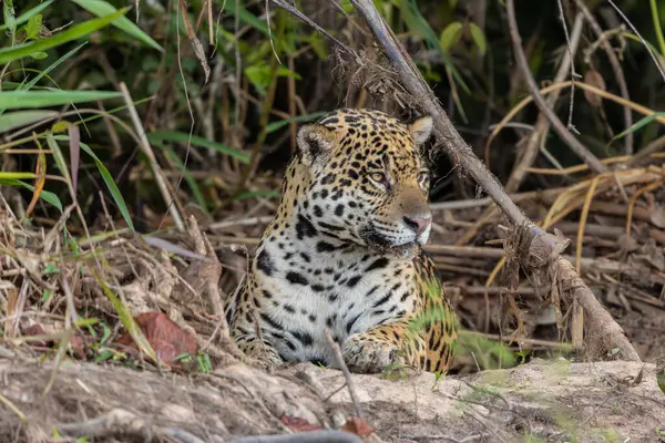 Brezilya 'daki Pantanal sulak alanlarında bir nehir kıyısında dinlenen bir Jaguar' a yakın. 
