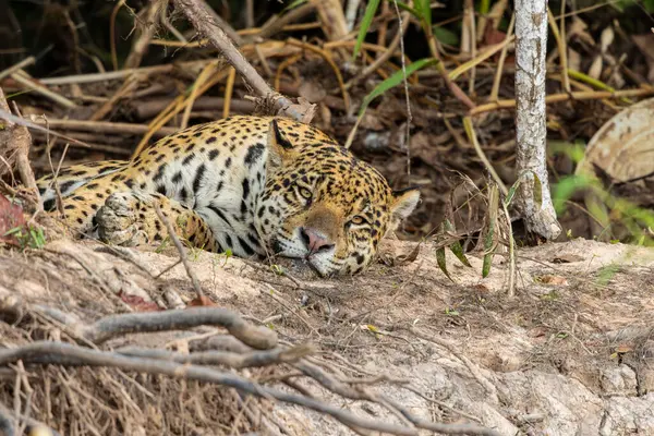Brezilya 'daki Pantanal Bataklıkları' ndaki bir nehir kıyısında dinlenirken kameraya bakan bir Jaguar 'ın yakınına. 