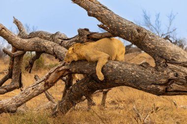 Güney Afrika 'daki Kruger Ulusal Parkı' nda düşen bir ağaç gövdesinde dinlenen genç bir erkek aslan.