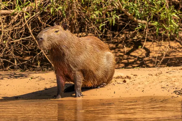 Erkek Capybara Cuiaba Nehri, Pantanal, Brezilya 'nın nehir kıyısında.