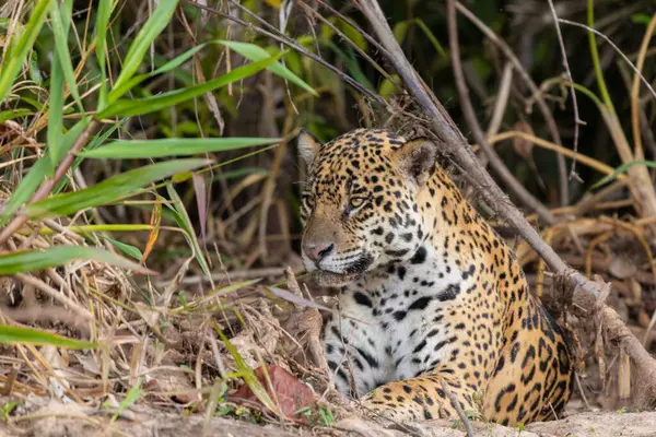 Pantanal, Brezilya 'da bir nehir kıyısında dinlenen bir Jaguar' ın yakınına. 