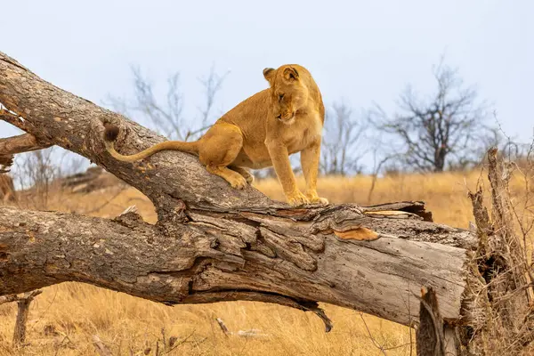 Güney Afrika 'daki Kruger Ulusal Parkı' nda düşen bir ağaç gövdesinde duran genç bir aslan.