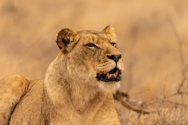 Güney Afrika 'daki Kruger Ulusal Parkı' nda şafak vakti ağzı açık bir dişi aslanın portresi.