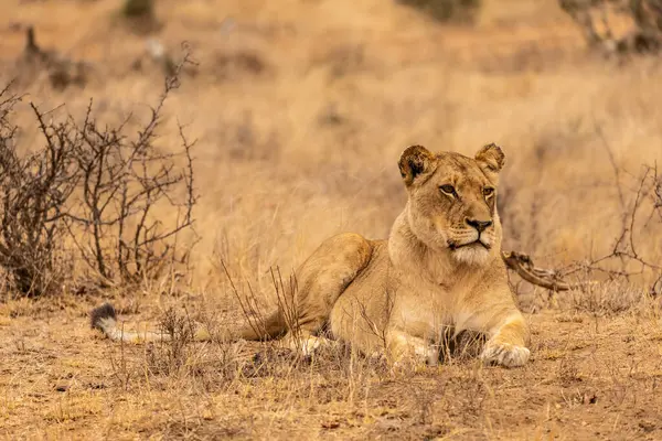 Güney Afrika 'daki Kruger Ulusal Parkı' nda bir dişi aslanın uzanmış ve yoğun bir şekilde önüne bakıyor.
