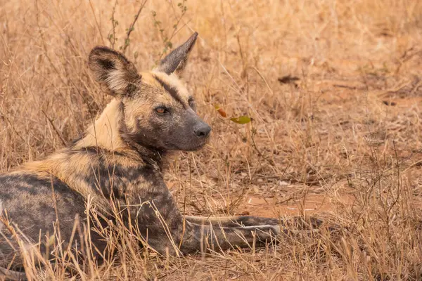 Afrika Vahşisinin Portresi (ya da Boyalı) Güney Afrika 'da Bush' ta uzanmış bir köpek
