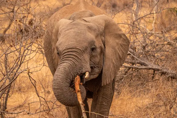 Bir Afrika fili kameraya doğru yürüyor ve Güney Afrika 'daki Kruger Ulusal Parkı' nda bir dal yiyor.