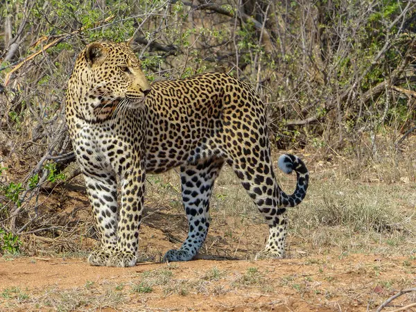 Güney Afrika 'daki Kruger Ulusal Parkı' ndaki Bush 'ta büyük bir Afrika leoparı alarmı.