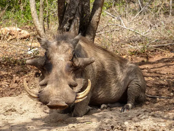 Güney Afrika 'daki Kruger Ulusal Parkı' ndaki kameraya bakan iri yarı bir erkek domuzun fotoğrafını çek.