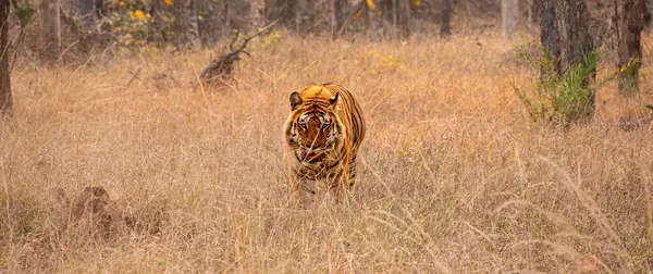 Pench Ulusal Parkı, Hindistan 'da çayırlarda yürüyen Bengal ya da Hint Kaplanı Panoraması