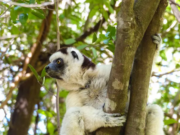 Indri Lemur Madagaskar 'daki orman tepe örtüsünde bir ağaçta oturuyor.