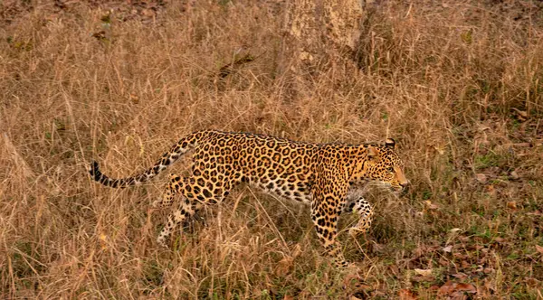 İndi 'deki Tadoba Ulusal Parkı' ndaki bir ormanda koşan Hint Leoparı Panoraması