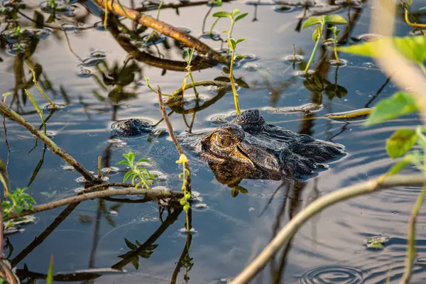 İndi 'deki Tadoba Ulusal Parkı' ndaki bir ormanda koşan Hint Leoparı Panoraması
