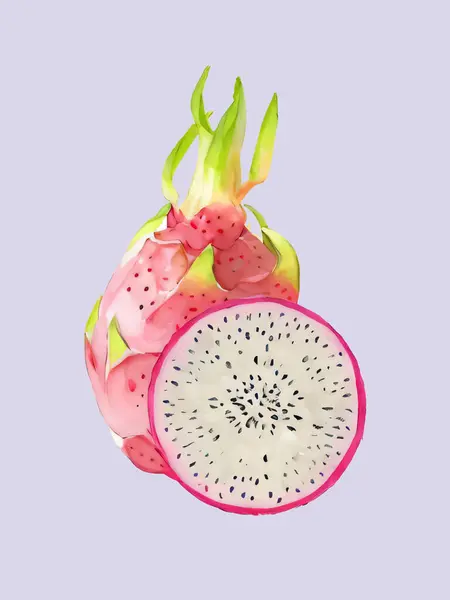 Suluboya vektörü Dragon meyve dilimi illüstrasyonu