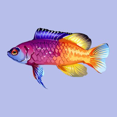 Su Rengi vektörü dottyback balık çizimi