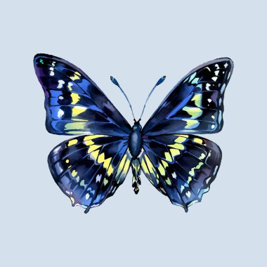 Su rengi vektörü Kelebek Böceği