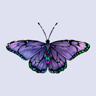Su rengi vektörü mor Kelebek