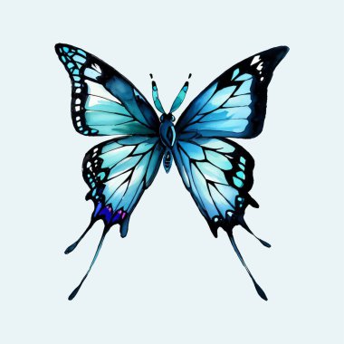 Su rengi vektörü basit Kelebek