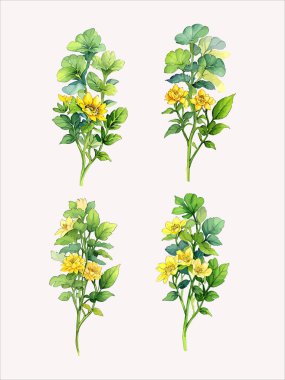 Çiçek yaprakları koleksiyonunun su rengi vektörü