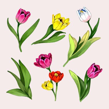 Çiçek yaprakları koleksiyonunun su rengi vektörü