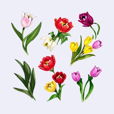 Çiçek yaprakları koleksiyonunun su rengi vektörü