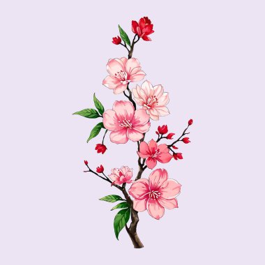 Suluboya vektörü Kiraz çiçekleri, Sakura Çiçeği, Pembe Çiçek düğün davetiyesi ve bahçe bitkileri çizimi için.