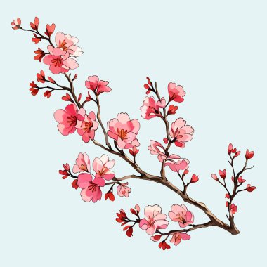 Suluboya vektörü Kiraz çiçekleri, Sakura Çiçeği, Pembe Çiçek düğün davetiyesi ve bahçe bitkileri çizimi için.