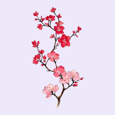 Suluboya vektörü Kiraz çiçekleri, Sakura Çiçeği, Pembe Çiçek düğün davetiyesi ve bahçe bitkileri çizimi için.